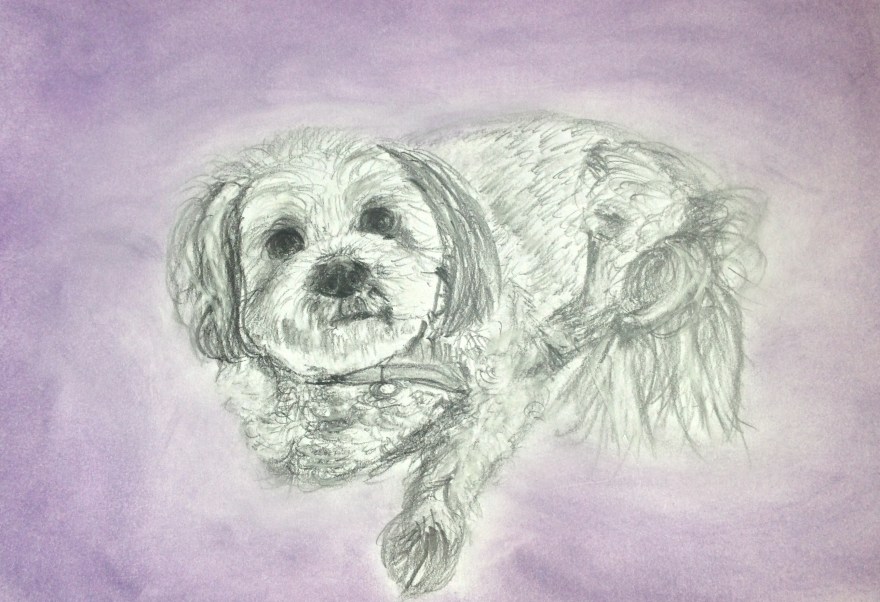 I did this drawing of Luke's aunty's dog for her as a 70th birthday present. 